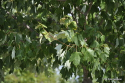 Acer rubrum 'Red Sunset' (Franksred) — photo 4
